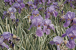 Variegated Sweet Iris (Iris pallida 'Variegata') at Millcreek Nursery Ltd