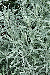 Siver Queen Artemesia (Artemisia ludoviciana 'Silver Queen') at Millcreek Nursery Ltd