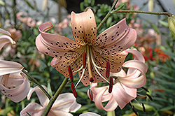 Pink Tiger Lily (Lilium lancifolium 'Pink') at Millcreek Nursery Ltd