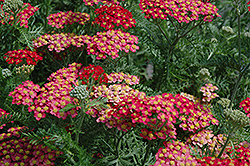 Galaxy Paprika Yarrow (Achillea millefolium 'Paprika') at Millcreek Nursery Ltd