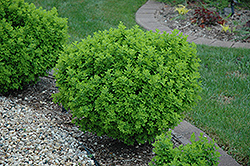 Globe Caragana (Caragana frutex 'Globosa') at Millcreek Nursery Ltd