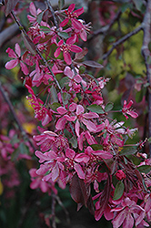 Rosy Glo Flowering Crab (Malus 'Rosy Glo') at Millcreek Nursery Ltd