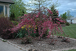 Rosy Glo Flowering Crab (Malus 'Rosy Glo') at Millcreek Nursery Ltd