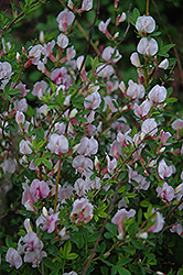 Purple Broom (Cytisus purpureus) at Millcreek Nursery Ltd