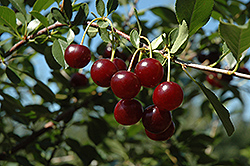 Carmine Jewel Cherry (Prunus 'Carmine Jewel') at Millcreek Nursery Ltd