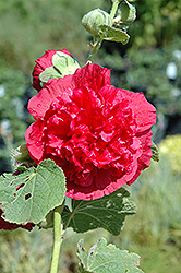 Chater's Double Rose Pink Hollyhock (Alcea rosea 'Chater's Double Rose Pink') at Millcreek Nursery Ltd