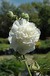 Chater's Double White Hollyhock (Alcea rosea 'Chater's Double White') at Millcreek Nursery Ltd