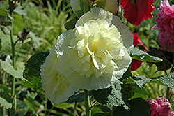 Chater's Double Yellow Hollyhock (Alcea rosea 'Chater's Double Yellow') at Millcreek Nursery Ltd