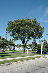 American Elm (Ulmus americana) at Millcreek Nursery Ltd