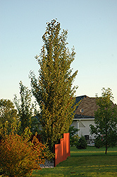 Tower Poplar (Populus x canescens 'Tower') at Millcreek Nursery Ltd