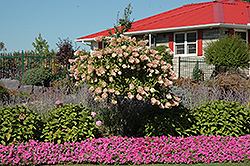 Tree Form Pee Gee Hydrangea (Hydrangea paniculata 'Grandiflora (tree form)') at Millcreek Nursery Ltd