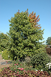 Sienna Glen Maple (Acer x freemanii 'Sienna') at Millcreek Nursery Ltd