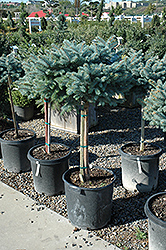 Globe Blue Spruce Top Graft (Picea pungens 'Globosa (tree form)') at Millcreek Nursery Ltd