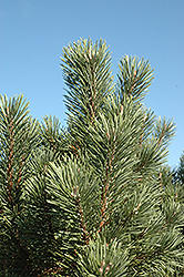 Columnar Mugo Pine (Pinus mugo 'Columnaris') at Millcreek Nursery Ltd