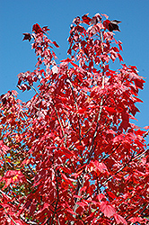 Northwood Red Maple (Acer rubrum 'Northwood') at Millcreek Nursery Ltd