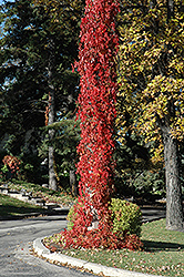 Virginia Creeper (Parthenocissus quinquefolia) at Millcreek Nursery Ltd