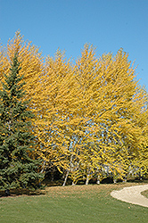 Balsam Poplar (Populus balsamifera) at Millcreek Nursery Ltd