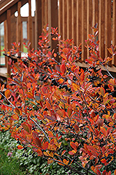 Autumn Magic Chokeberry (Aronia melanocarpa 'Autumn Magic') at Millcreek Nursery Ltd