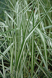 Avalanche Reed Grass (Calamagrostis x acutiflora 'Avalanche') at Millcreek Nursery Ltd