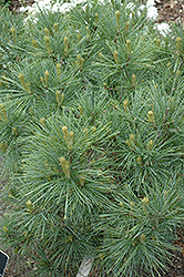 Blue Shag Eastern White Pine (Pinus strobus 'Blue Shag') at Millcreek Nursery Ltd