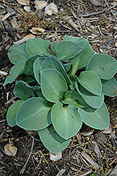 Blue Mouse Ears Hosta (Hosta 'Blue Mouse Ears') at Millcreek Nursery Ltd