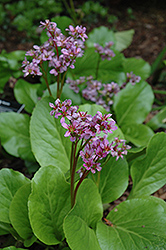 Purpleleaf Bergenia (Bergenia purpurascens) at Millcreek Nursery Ltd