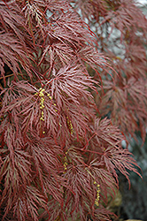 Inaba Shidare Cutleaf Japanese Maple (Acer palmatum 'Inaba Shidare') at Millcreek Nursery Ltd
