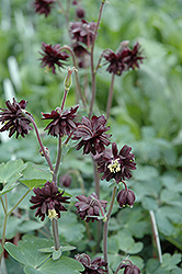 Black Barlow Columbine (Aquilegia vulgaris 'Black Barlow') at Millcreek Nursery Ltd