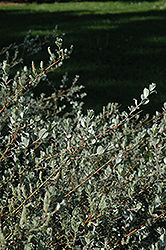 Creeping Willow (Salix repens 'var. argentea') at Millcreek Nursery Ltd