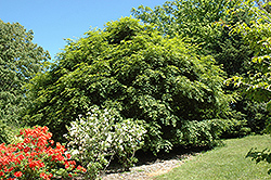 Korean Maple (Acer pseudosieboldianum) at Millcreek Nursery Ltd