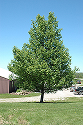 Prairie Gem Pear (Pyrus ussuriensis 'MorDak') at Millcreek Nursery Ltd