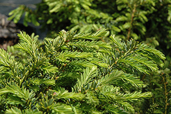 Emerald Spreader Yew (Taxus cuspidata 'Emerald Spreader') at Millcreek Nursery Ltd