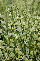 Cyni Broom (Cytisus x praecox) at Millcreek Nursery Ltd