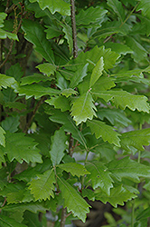 Regal Prince English Oak (Quercus 'Regal Prince') at Millcreek Nursery Ltd
