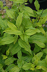 Kelsey Dwarf Dogwood (Cornus sericea 'Kelseyi') at Millcreek Nursery Ltd