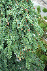 Weeping White Spruce (Picea glauca 'Pendula') at Millcreek Nursery Ltd