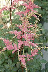 Bressingham Beauty Astilbe (Astilbe x arendsii 'Bressingham Beauty') at Millcreek Nursery Ltd