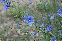 Sapphire Perennial Flax (Linum perenne 'Sapphire') at Millcreek Nursery Ltd
