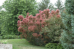 Royal Purple Smokebush (Cotinus coggygria 'Royal Purple') at Millcreek Nursery Ltd