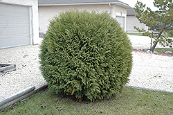 Woodward's Cedar (Thuja occidentalis 'Woodwardii') at Millcreek Nursery Ltd