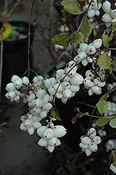 Snowberry blanc (Symphoricarpos albus) à Millcreek Nursery Ltd