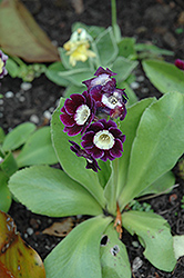 Border Primrose (Primula x pubescens) at Millcreek Nursery Ltd
