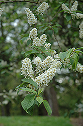 Mayday (Prunus padus) at Millcreek Nursery Ltd