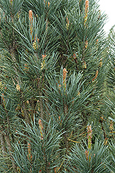 Columnar Scots Pine (Pinus sylvestris 'Fastigiata') at Millcreek Nursery Ltd