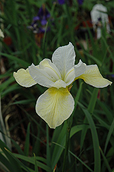 Butter And Sugar Siberian Iris (Iris sibirica 'Butter And Sugar') at Millcreek Nursery Ltd