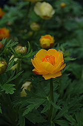 Orange Crest Globeflower (Trollius x cultorum 'Orange Crest') at Millcreek Nursery Ltd
