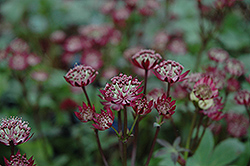 Ruby Wedding Masterwort (Astrantia major 'Ruby Wedding') at Millcreek Nursery Ltd