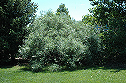 Sea Buckthorn (Hippophae rhamnoides) at Millcreek Nursery Ltd