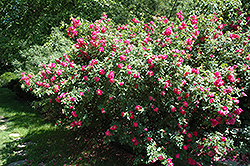 John Cabot Explorer Rose (Rosa 'John Cabot') at Millcreek Nursery Ltd