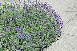 Munstead Lavender (Lavandula angustifolia 'Munstead') at Millcreek Nursery Ltd